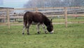 Donkey On A Farm In English Countryside