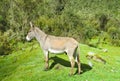 Donkey at the farm Royalty Free Stock Photo
