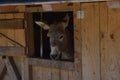 Donkey in a farm in mountains of southtyrol italy. rural life Royalty Free Stock Photo