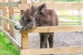 Donkey on farm, wooden fence Royalty Free Stock Photo