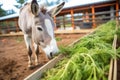 a donkey feeding on carrots inside a farm Royalty Free Stock Photo