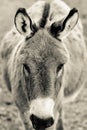 Donkey feeding on hay and straw on the farm Royalty Free Stock Photo