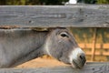 Donkey by the fence Royalty Free Stock Photo