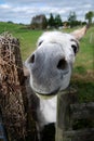 Donkey at a fence Royalty Free Stock Photo