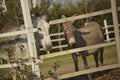 The donkey fence Royalty Free Stock Photo