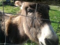 donkey fence Royalty Free Stock Photo