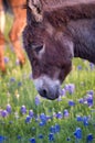 Donkey in a Field of Bluebonnets Royalty Free Stock Photo