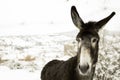 Donkey in the field Royalty Free Stock Photo