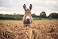 donkey in a field with perked ears facing camera Royalty Free Stock Photo