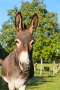 Donkey in the fields