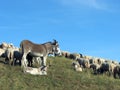 Donkey with the flock of sheep to graze