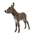 Donkey foal (2 months) Royalty Free Stock Photo