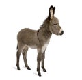 Donkey foal against white background Royalty Free Stock Photo