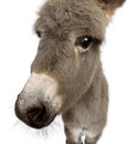 Donkey foal against white background Royalty Free Stock Photo