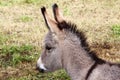 Donkey foal in ChÃÂ¢teau Ville-Vieille, France