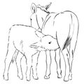 Donkey foal is drinking milk from its mother Farm Animals Hand Drawn Illustration isolated on white background Royalty Free Stock Photo