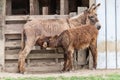 Donkey foal drinks. Donkey with foal - unusually domestic animal. A mother donkey feeds her baby Royalty Free Stock Photo