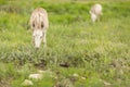 Donkey foal eating grass Royalty Free Stock Photo