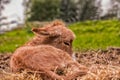 Donkey foal