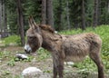 Donkey foal newborn on pasture Royalty Free Stock Photo