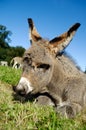 Donkey foal Royalty Free Stock Photo