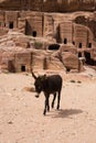 Donkey in Front of Petra Caves Royalty Free Stock Photo