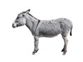 Donkey full length isolated on white Royalty Free Stock Photo