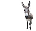 Donkey full length isolated on white. Funny gray donkey standing in front of camera. Farm animals Royalty Free Stock Photo