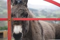 Donkey at gate in Ireland Royalty Free Stock Photo