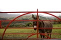 Donkey at gate in Ireland Royalty Free Stock Photo