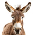 Photo of a donkey generated by artificial intelligence