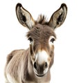 Photo of a donkey generated by artificial intelligence