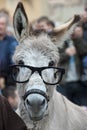 A donkey with glasses