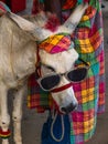 Donkey glasses Royalty Free Stock Photo