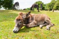 Donkey in grass