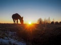 A donkey grazes in a field at sunset Royalty Free Stock Photo