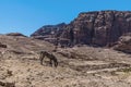 A donkey grazes on the hillside above the Great Temple in the ancient city of Petra, Jordan Royalty Free Stock Photo