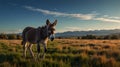 A Donkey Grazes in a Peaceful Mountain Meadow at Sunrise Royalty Free Stock Photo