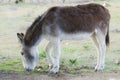 A donkey grazing.