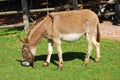 Donkey grazing