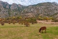 Donkey grazing on the grass by Demerji mountain, Crimea Royalty Free Stock Photo