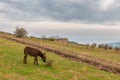 Donkey grazing on the grass by Demerji mountain, Crimea Royalty Free Stock Photo