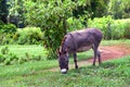 Donkey Grazing on Green Grass