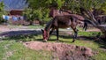 Donkey grazing before a home in a Berber village in the Ouirgane Valley in the heart of the Toubkal National Park in Morocco. Royalty Free Stock Photo