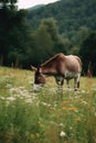 donkey grazing in a lush green field