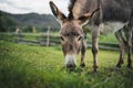 Donkey grazing in a lush green meadow with a stunning mountain backdrop Royalty Free Stock Photo