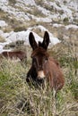 Donkey Royalty Free Stock Photo