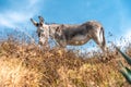 donkey grazing in the mountain nature Royalty Free Stock Photo