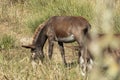 Donkey is grazing in the National Park in Mallorca Royalty Free Stock Photo