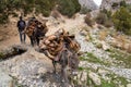 Donkey grazing near the mountain lake in fann Mountains,